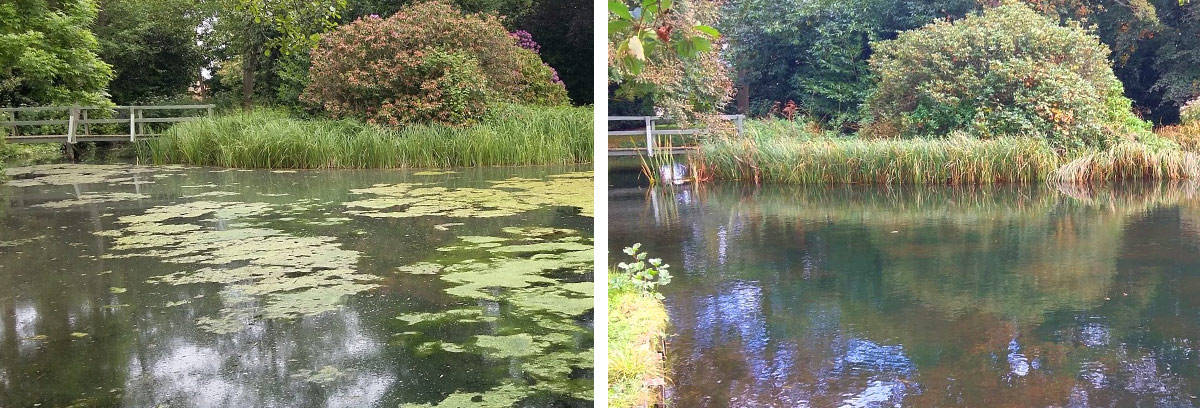 lake with algae before and after