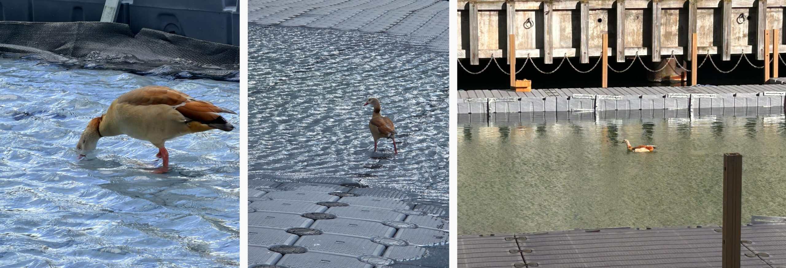Pic 1: Bird is dipping its head into the rising water as the Cube pool floor sinks. Pic 2: Bird is walking across Cube pool floor as the floor sinks. Pic 3: Brid swimming on the water after the Cube pool floor has sunk.
